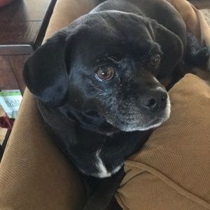 Meet your Posher, Leonard